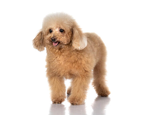 Toy poodle outlet hypoallergenic